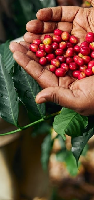 banner coffee beans common grounds mobile