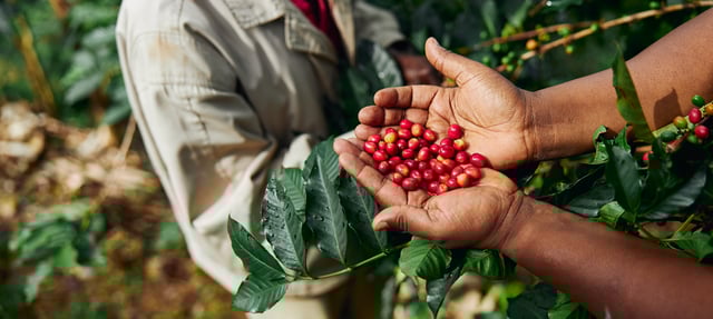 banner coffee beans common grounds